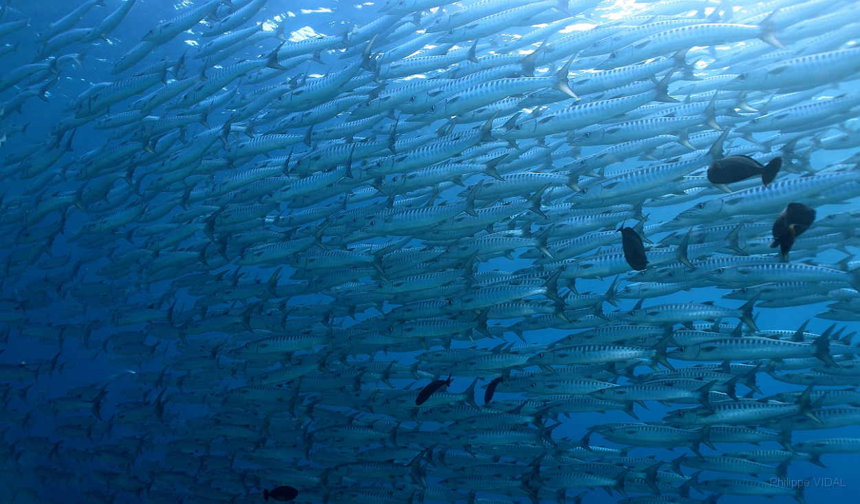 Sipadan_2015_Barracudas a nageoires noires_Sphyraena qenie_IMG_2937_rc.jpg